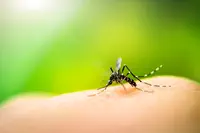 La DNDi et BenevolentAI collaborent pour accélérer la recherche de médicaments vitaux contre la dengue
