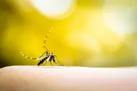 Dengue : le CHMP émet un avis favorable pour le candidat vaccin TAK-003 de Takeda