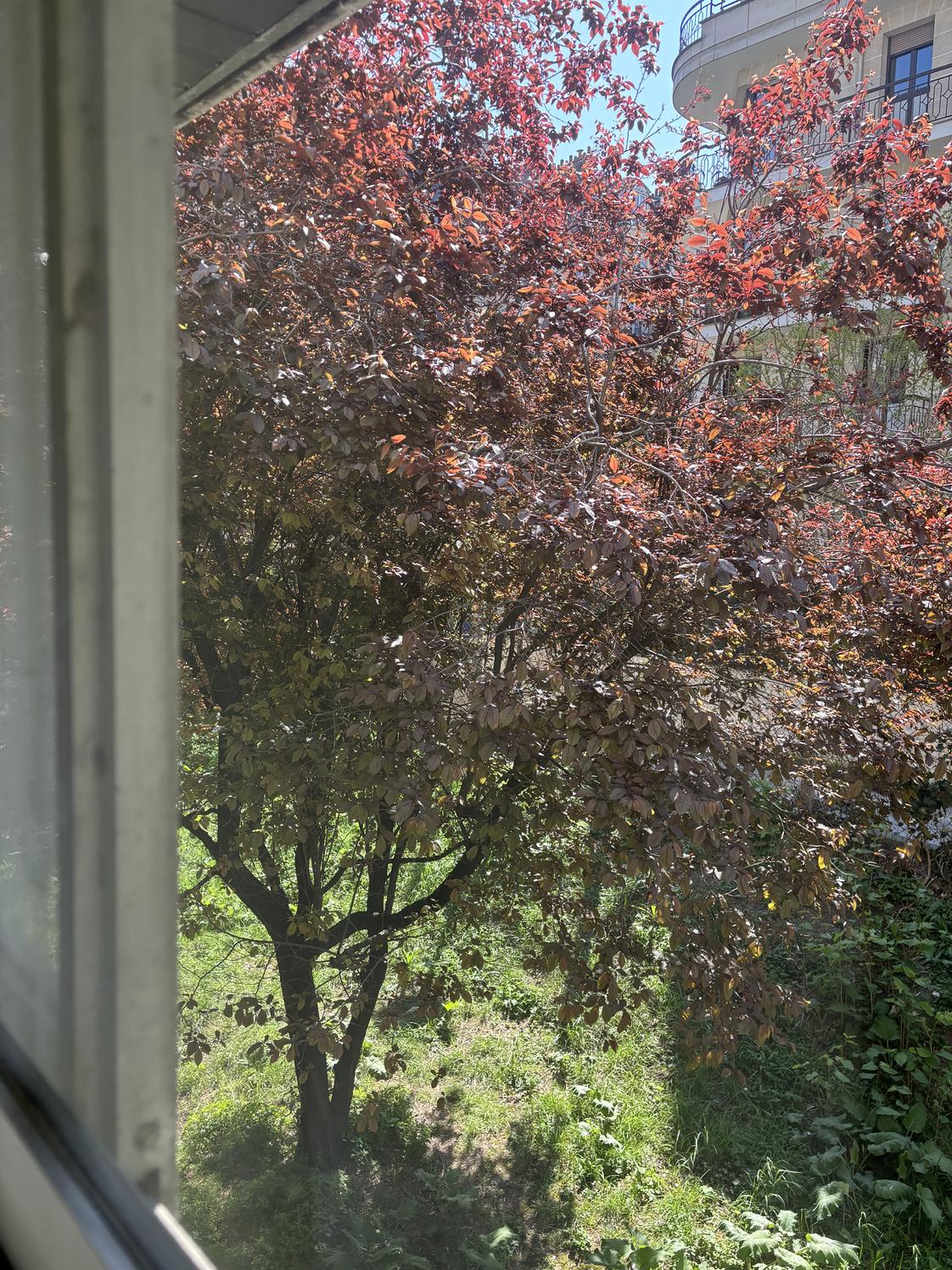 Cabinet avec baie vitrée sur jardin, Daumesnil, Paris 12e — photo 5