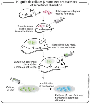 Première lignée de cellules pancréatiques humaines productrices et sécrétrices d'insuline