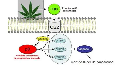 La mort de certaines cellules tumorales induite par des      dérivés cannabinoïdes