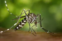 Dengue : comprendre les mécanismes permettant de ne pas développer les symptômes suite à une infection