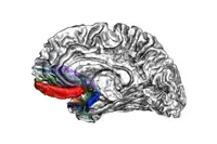 Identification d’un mécanisme moléculaire commun à la schizophrénie et au trouble bipolaire