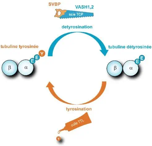 Une enzyme cruciale pour les neurones enfin démasquée