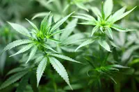 Investor’s Watch : BIOPROCANN S.A. obtient la première licence de production de cannabis thérapeutique en Grèce