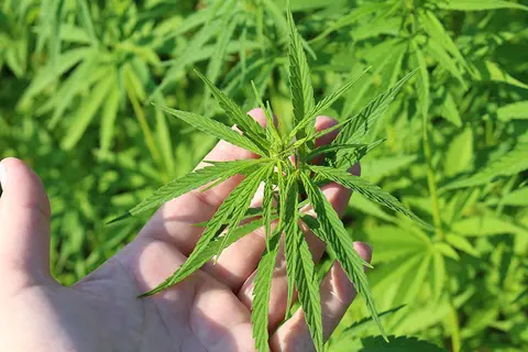 CannTrust envoie des gélules d’huile de CBD à l’université de Gold Coast, destinées à un essai clinique sur la sclérose latérale amyotrophique (SLA) et les maladies du motoneurone (MMN)