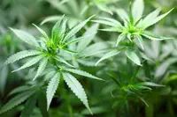 Canopy Growth renforce son empreinte européenne et acquiert le producteur espagnol de cannabis sous licence Cafina
