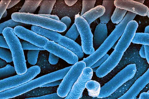 Debiopharm reçoit une subvention de 2,1 millions de dollars de CARB-X pour soutenir le développement d’un nouvel antibiotique innovant pour le traitement de la pneumonie causée par la bactérie Acinetobacter baumannii