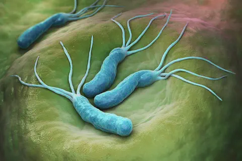 Une piste pour éradiquer les infections de l’estomac de la moitié de la population mondiale 