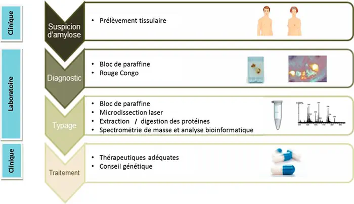 #Amylose : le CHU de Toulouse développe une technique de classification inédite en France