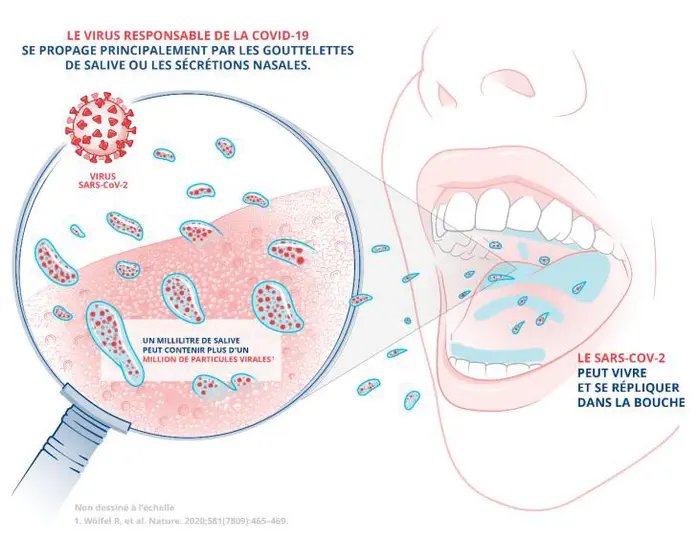De nouvelles données en faveur de l’utilisation du bain de bouche contre la transmission du SARS-CoV-2