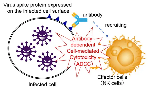 NIBIOHN et Shionogi découvrent un nouvel anticorps anti-coronavirus dépendant de l'immunité de l'hôte