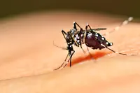 Des moustiques mâles non piqueurs pour lutter contre la dengue
