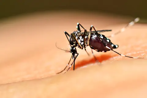 Des moustiques mâles non piqueurs pour lutter contre la dengue
