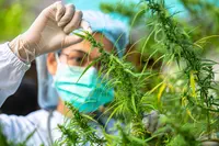 Cannabis thérapeutique : les académiciens demandent la mise en place d’essais cliniques randomisés