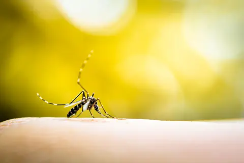 Dengue : le CHMP émet un avis favorable pour le candidat vaccin TAK-003 de Takeda
