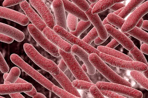 Syndrome du côlon irritable : la souche probiotique SNZ 1969® semblerait efficace selon une dernière étude clinique