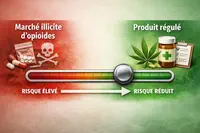 Cannabis r&eacute;cr&eacute;atif : une baisse de 9 &agrave; 11 points de l&rsquo;usage quotidien d&rsquo;opio&iuml;des chez les injecteurs, selon une &eacute;tude am&eacute;ricaine